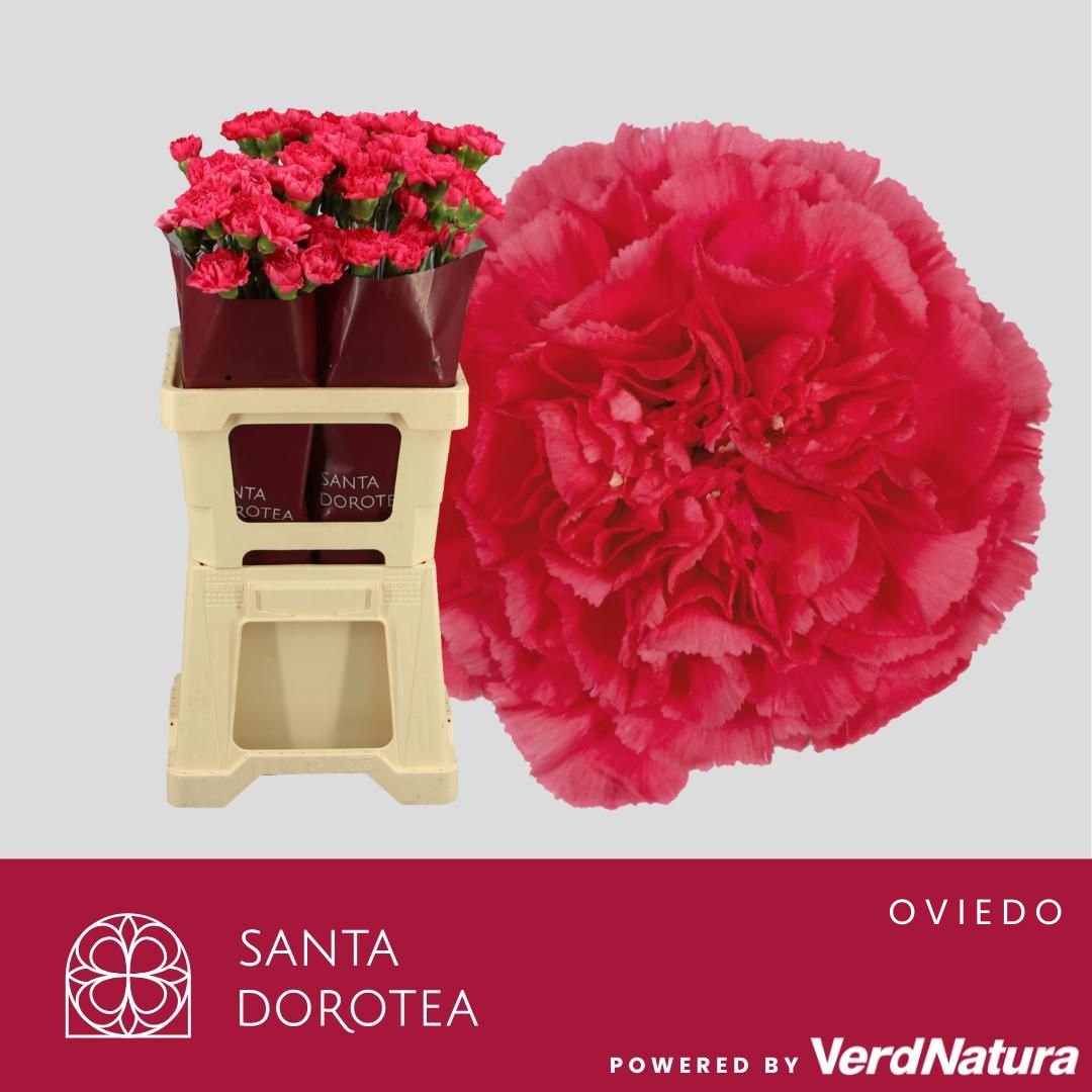 Диантус од. Овериг, шт.