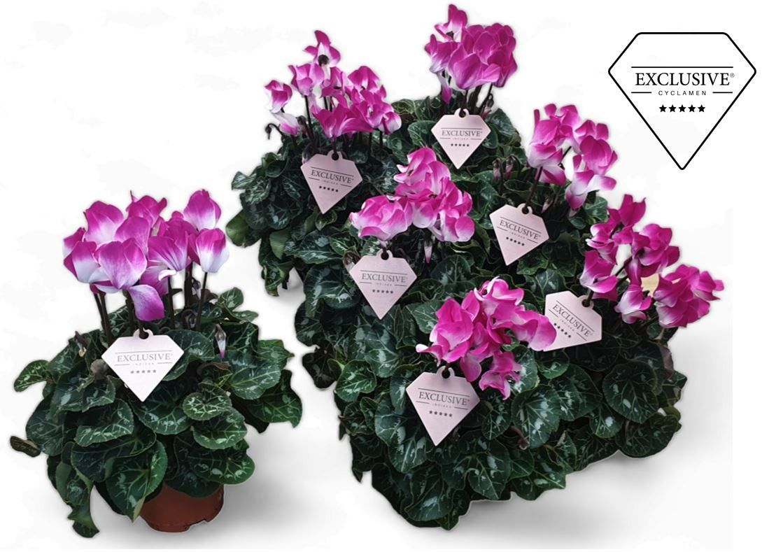 Cyclamen Exclusive® Fusion, D 10,5