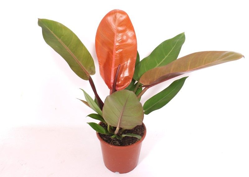 Philodendron Prince of Orange, D 17