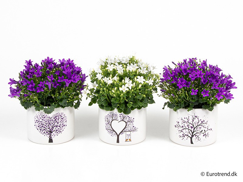 VALENTIJN CERAMIC 2026 CAMPANULA, D 11