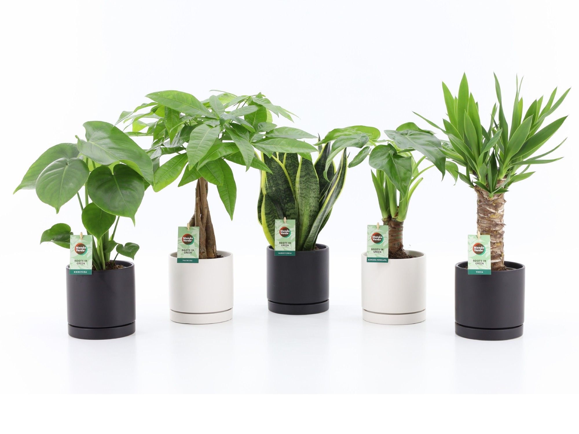 Tropic Mix in Hainan keramiek, D 13