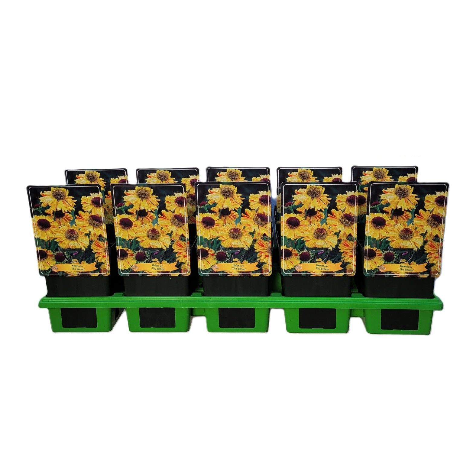 Helenium 'The Bishop' P11, D 11 cm