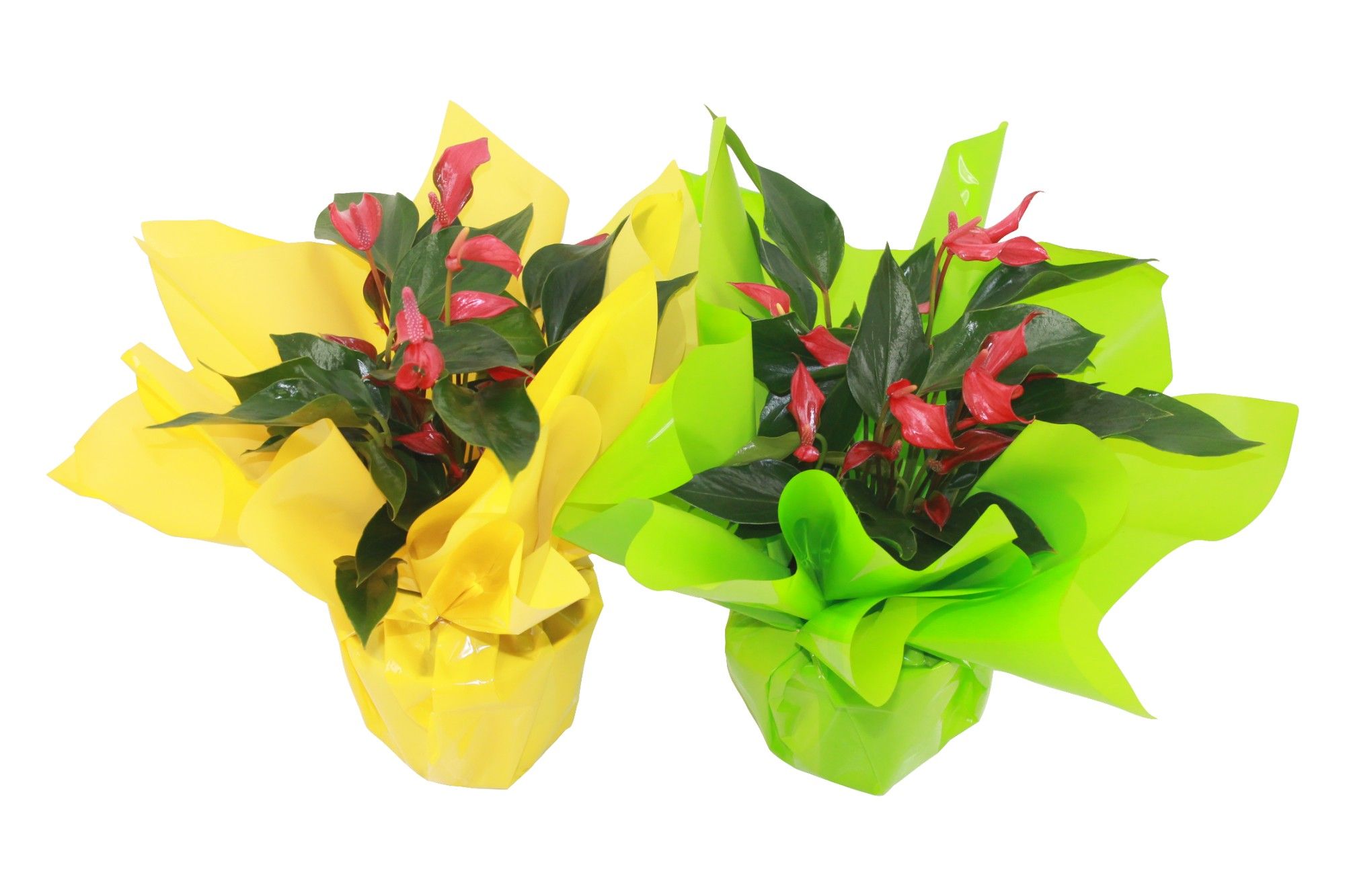 Anthurium XL.67 Trillions Red 14cm met paasrondello, D 14