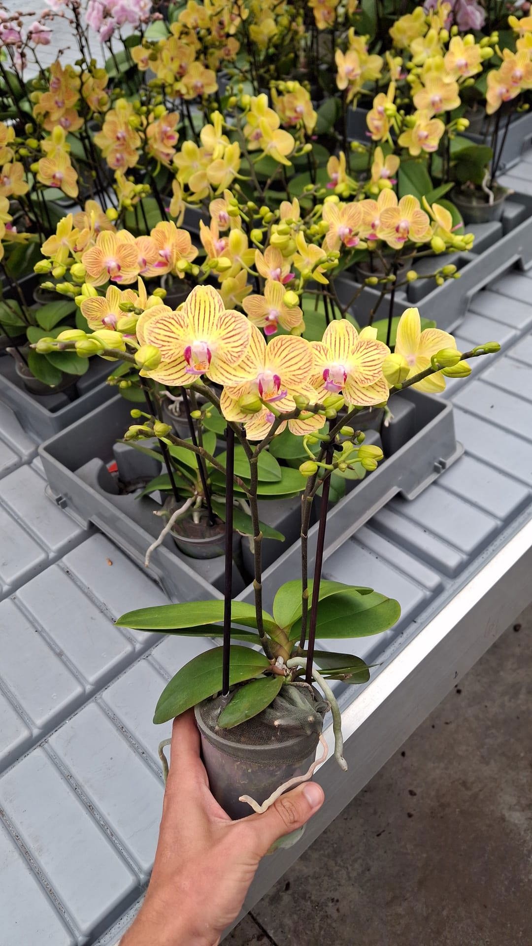 Sweety P9 Yellow 2+ Spike, D 9 cm