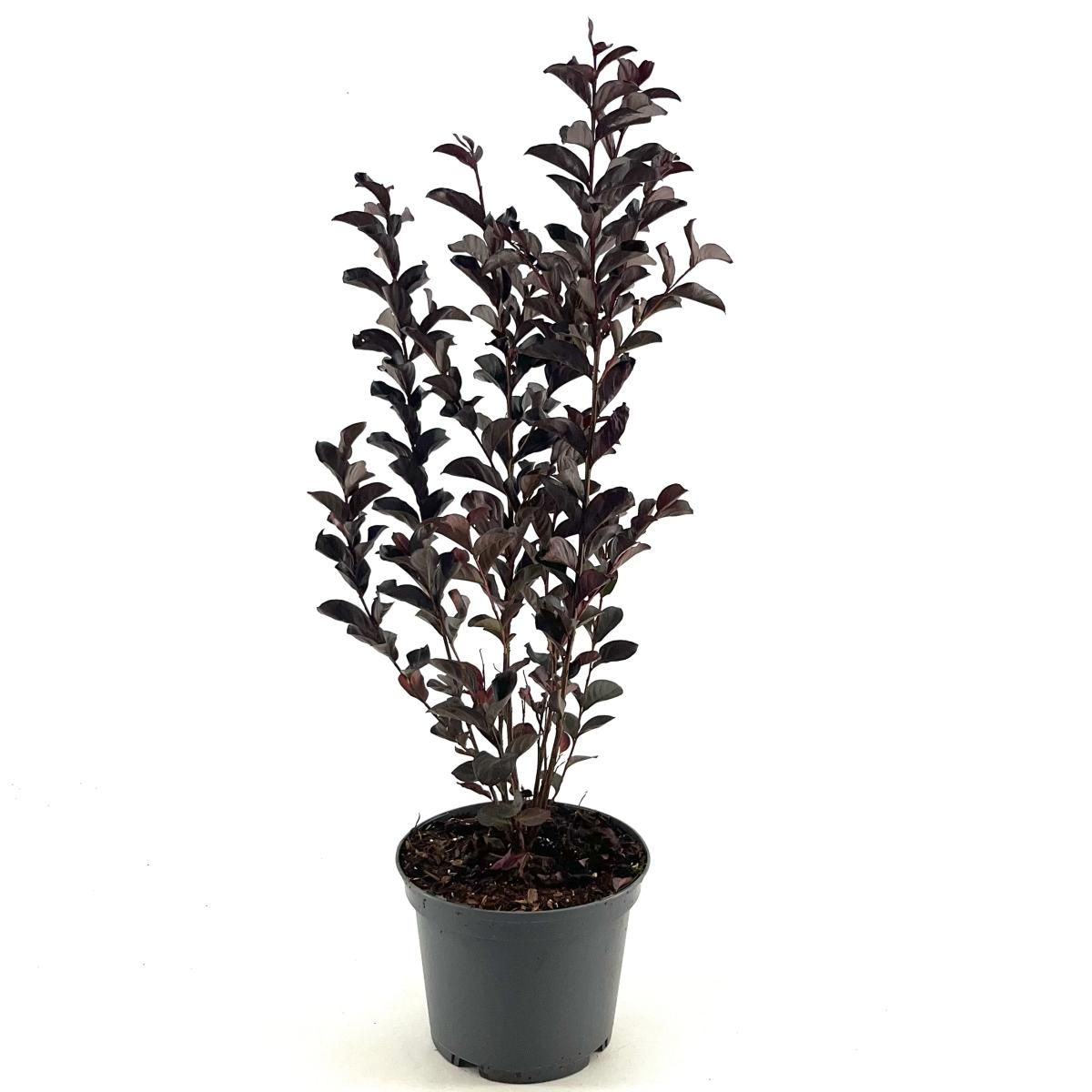 Lagerstroemia i. Blush, wit, D 19