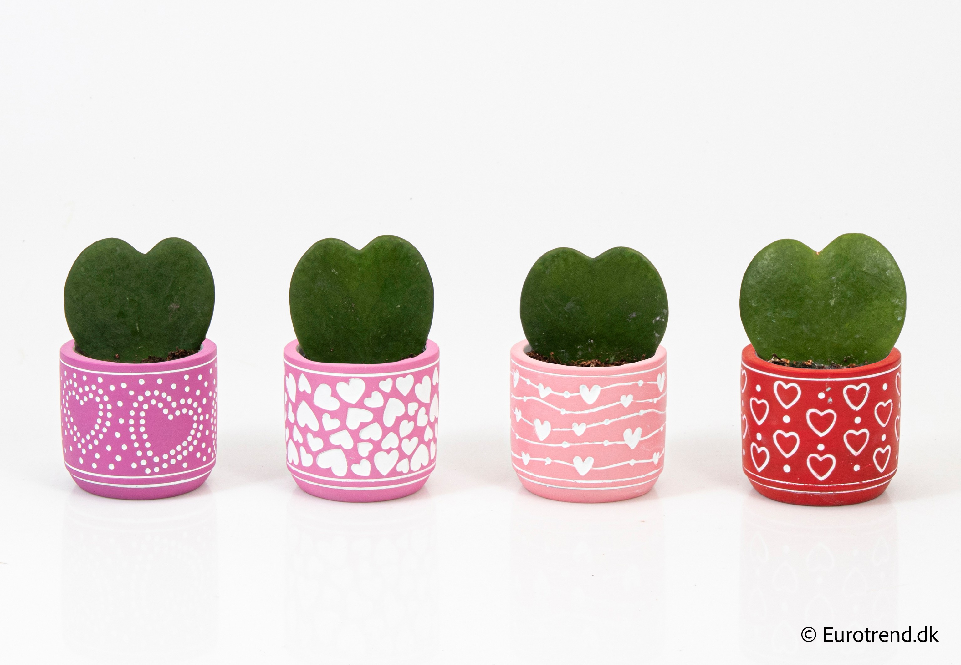 Hoya single heart in Valentine ceramic 2026, D 6