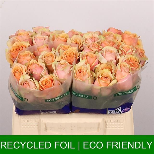 Роза од. Дивиденд 35, шт.