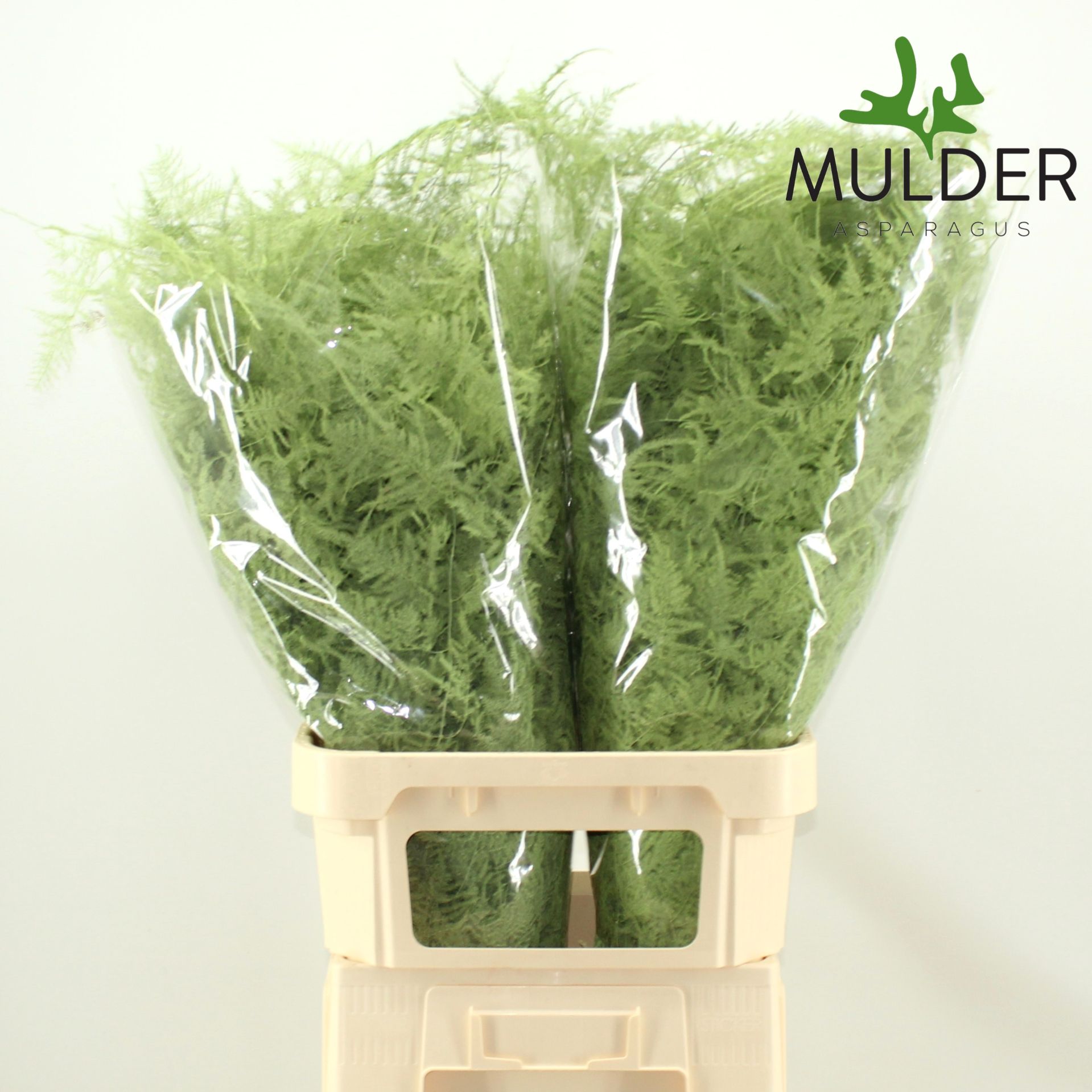 Аспарагус Овериг Крашеный (краш. ) 85, шт.