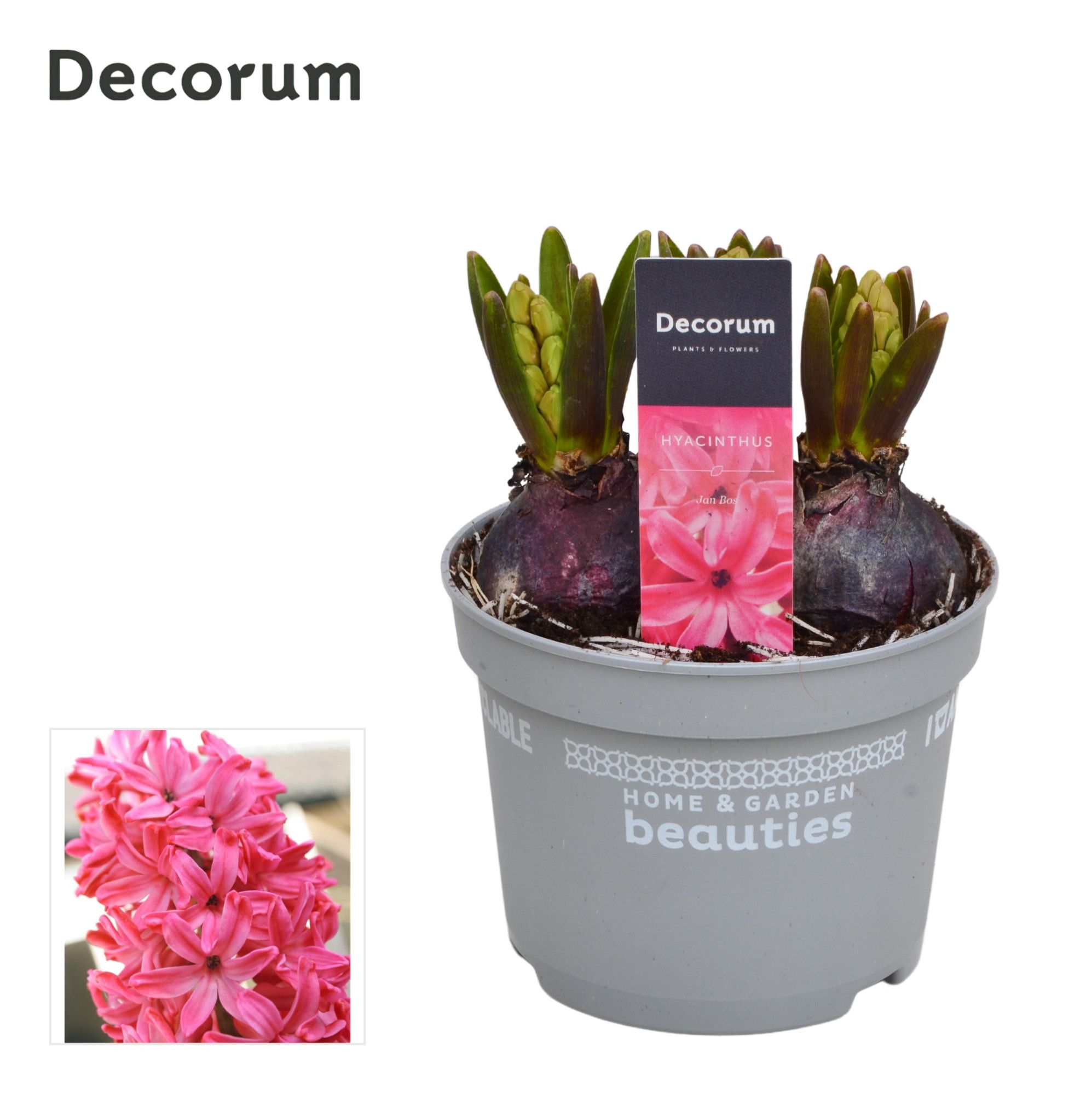 Hyacint Jan Bos, D 12