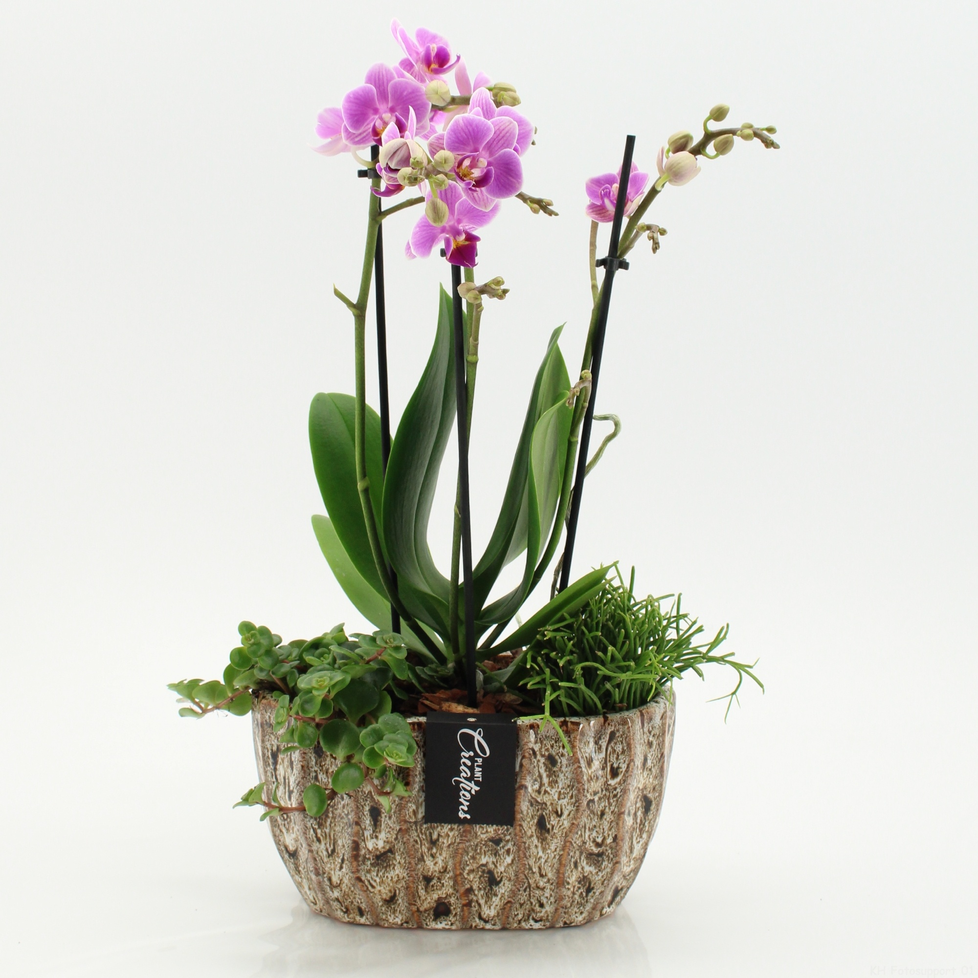 PHAL-2604RZ Phalaenopsis creatie, D 20
