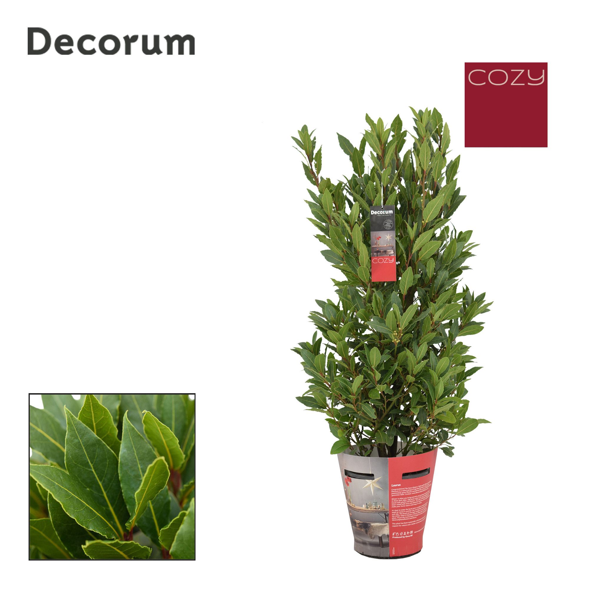 Laurus nobilis Struik Cozy, D 20