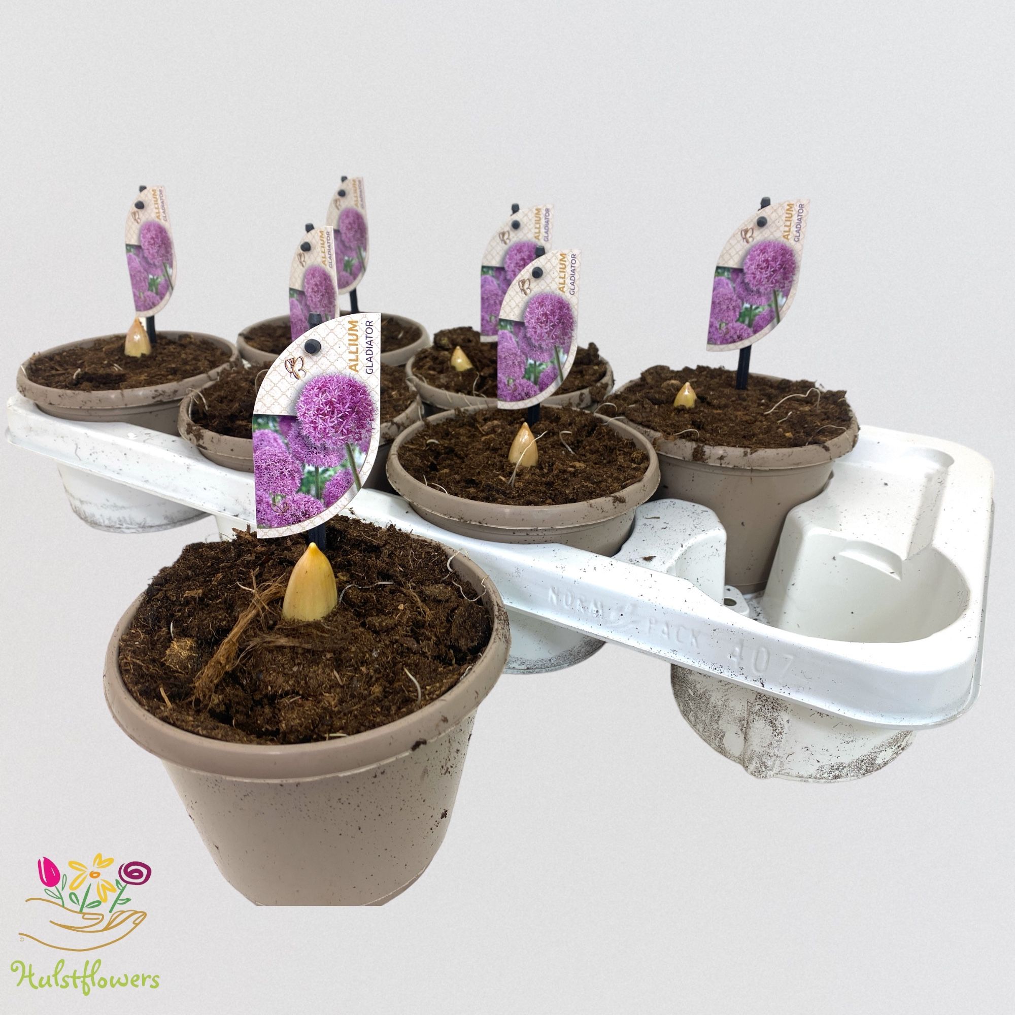 Allium Gladiator, D 14