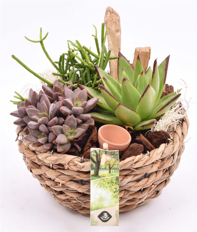 Mais mand 18cm, D 18