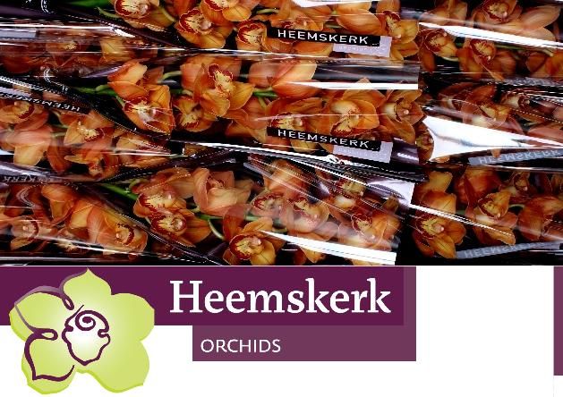 Цимбидиум Майти Браун Аранчиа 60 (корич.) x9, шт.