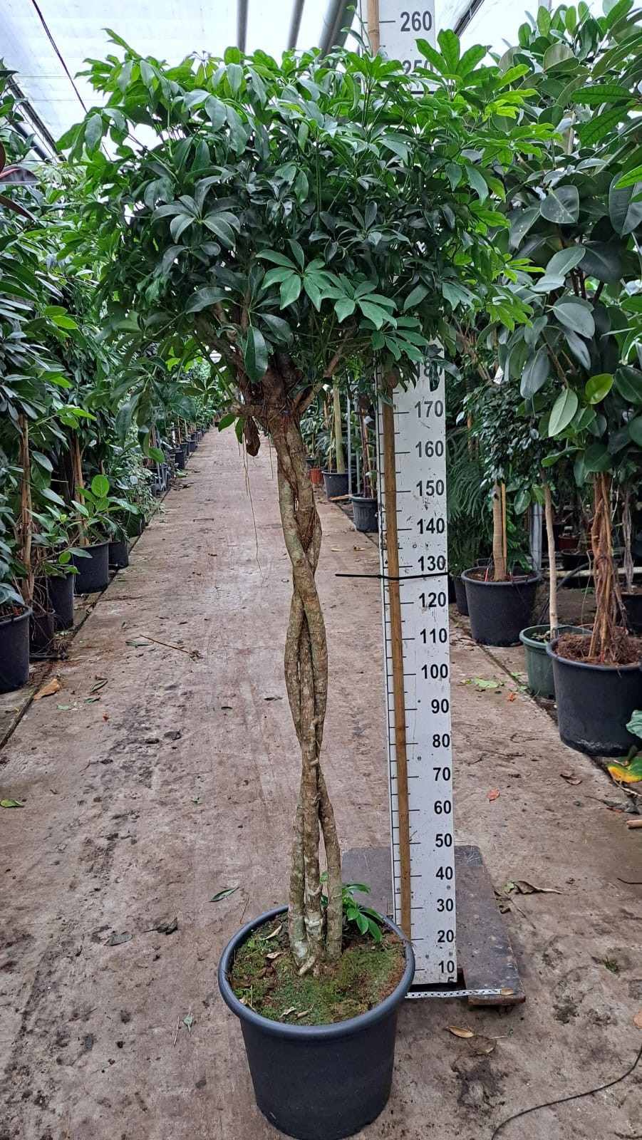 Schefflera Compacta gevlochten stam 240, D 45