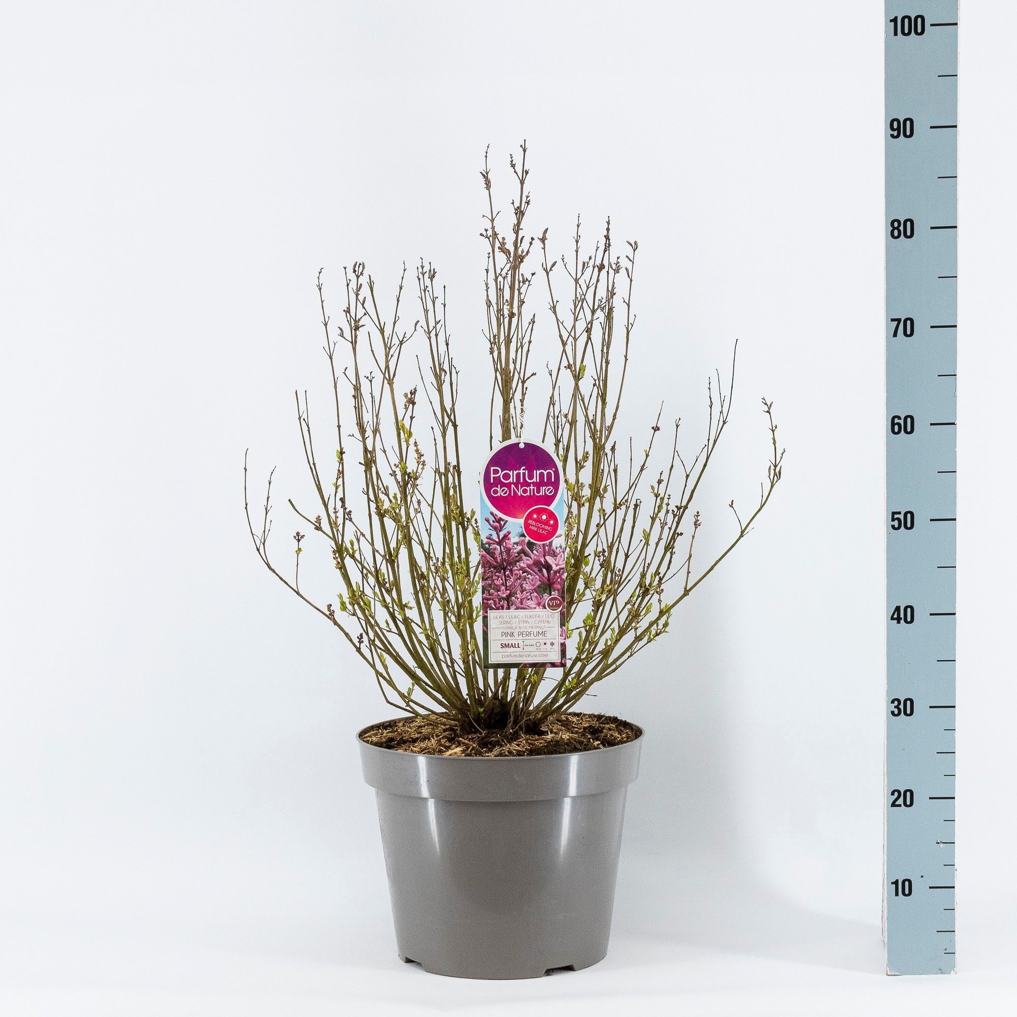 Syringa BLOOMERANG® Pink Perfume, 3-jarig, C15 Sol., D 32