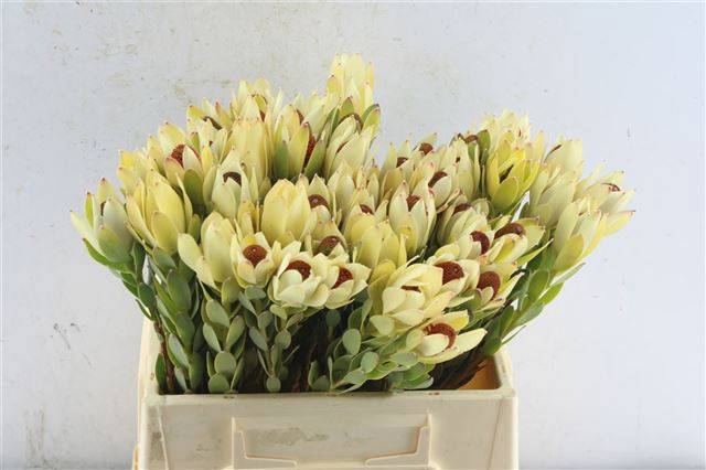 Леукадендрон Пом Пом 40, шт.