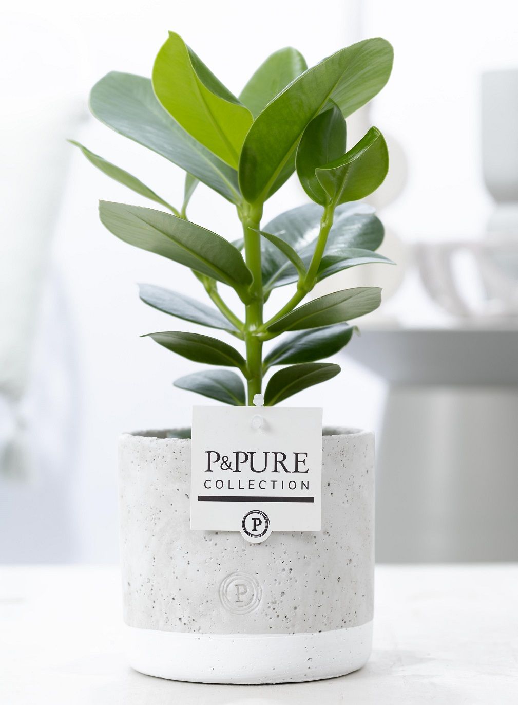 Clusia Rosea Princess in P&PURE Jade 5 ceramics, D 12