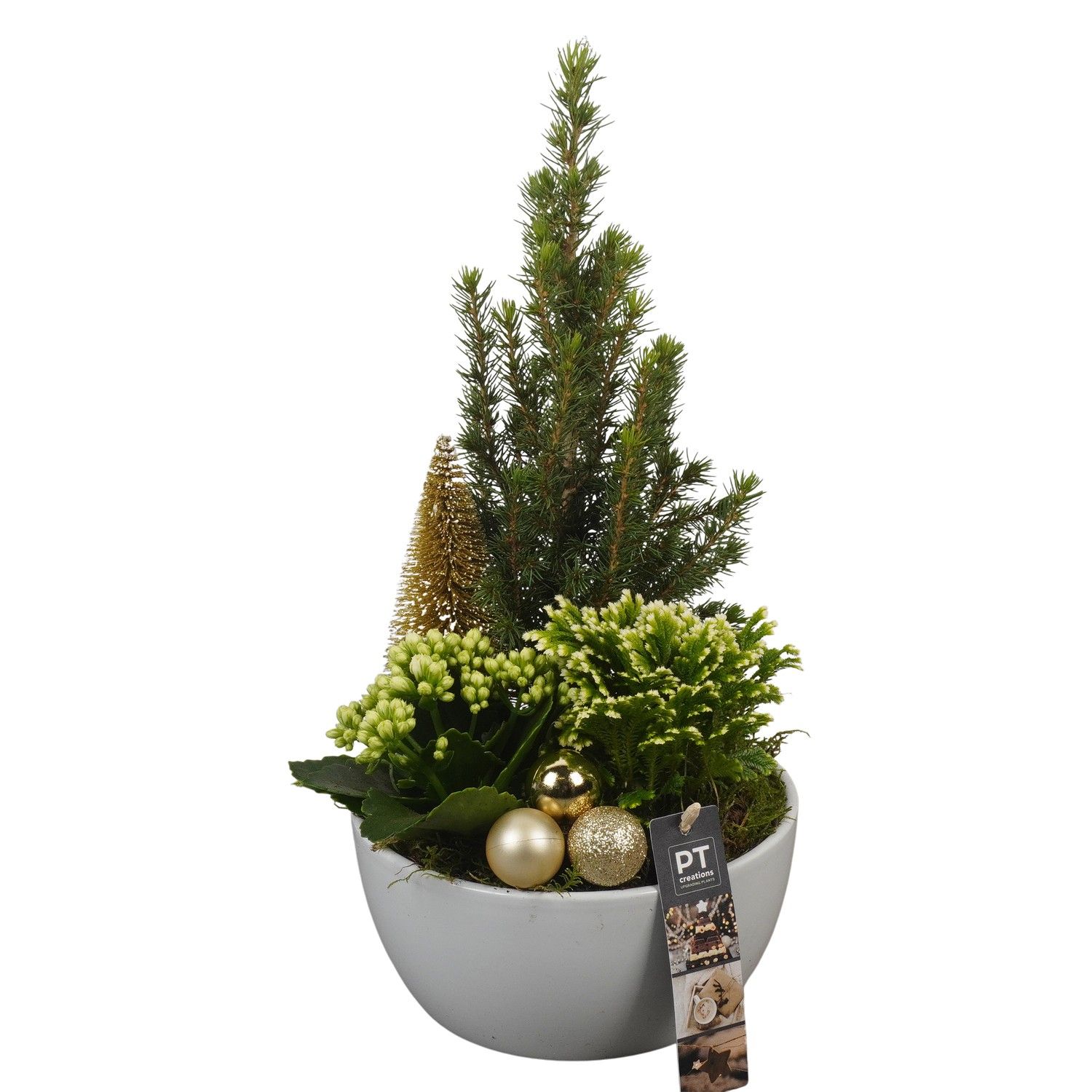 PTCHG5625 Arrangement Christmas Gold in keramiek schaal, D 18 cm