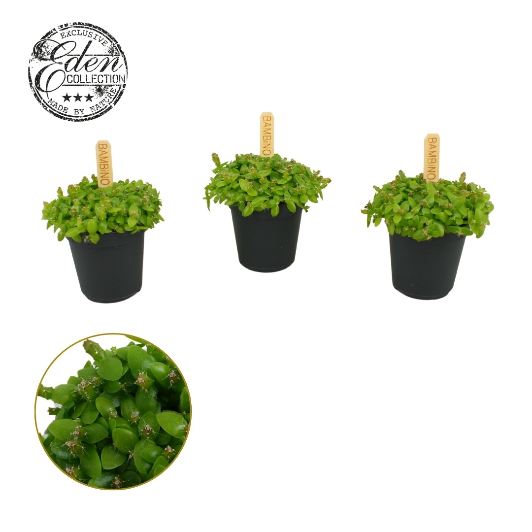 Hylocereus Undatus 5,5cm, D 5,5 cm