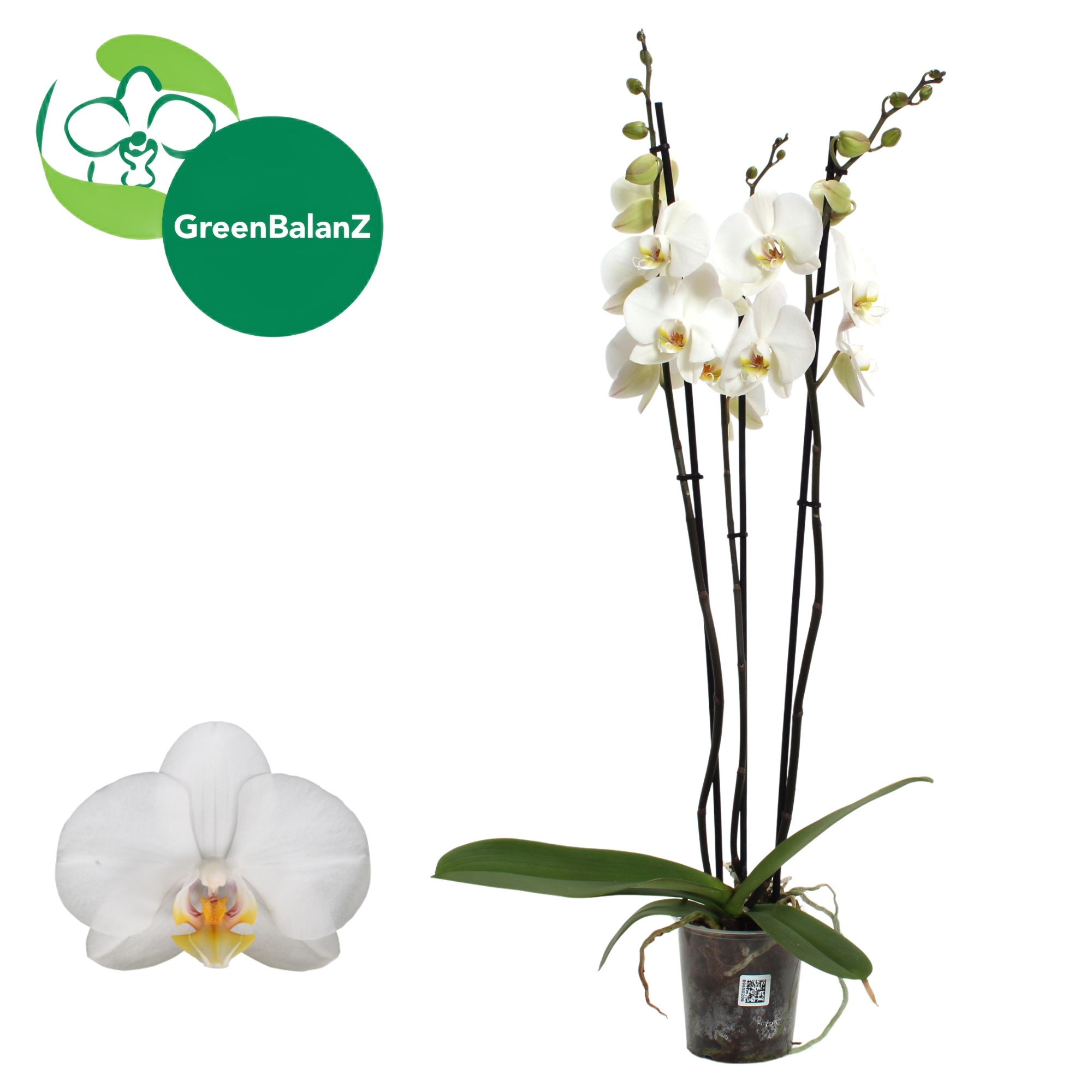 ColorZ - Wit 3 tak 18+/75, D 12