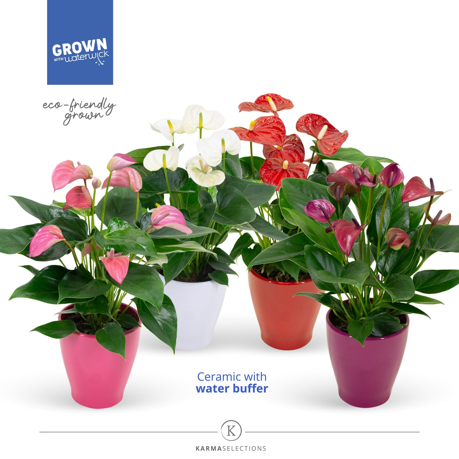 Mimesis Anthurium KARMA Mix - 12cm, D 12 cm