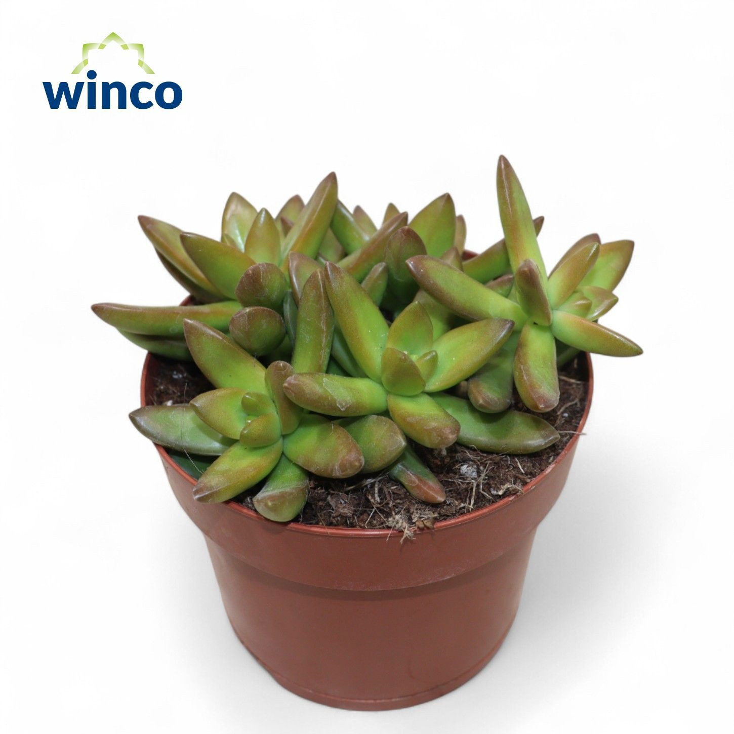 Sedum Neusbaumiama, D 12