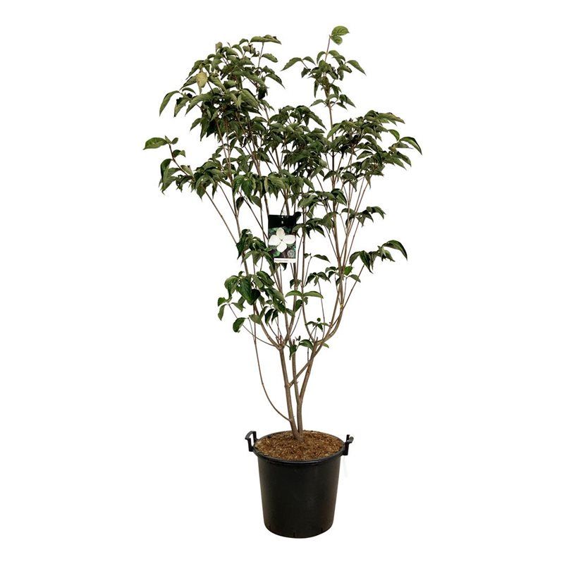 Cornus kousa 'Venus' ®, D 40 cm