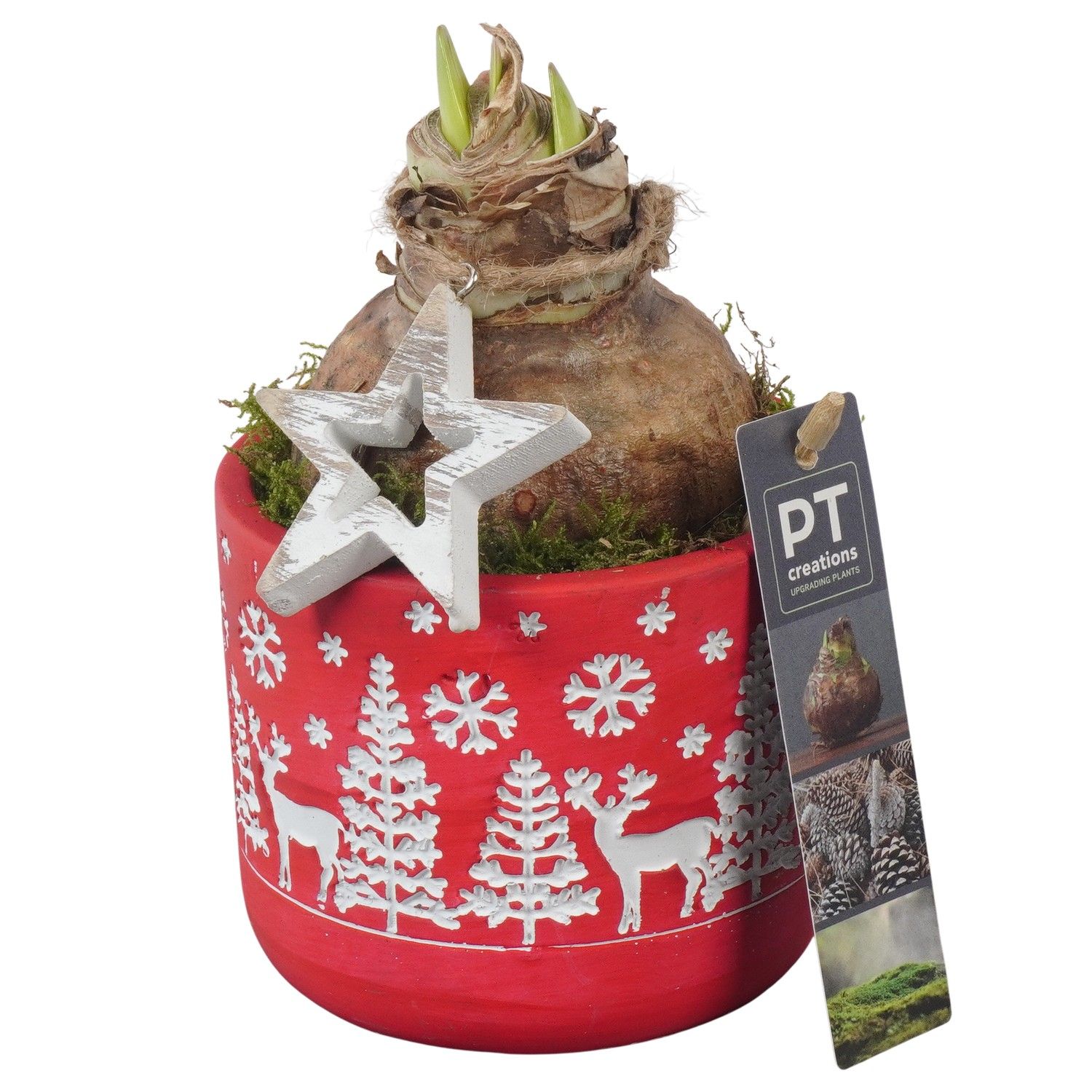 PTACH5837 Arrangement Amaryllis Christmas in beton pot, D 12 cm PTACH5837 Arrangement Amaryllis Christmas in beton pot, D 12 cm