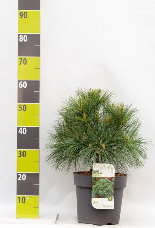 Pinus strobus 'Minima' C 7 30-40, D 27