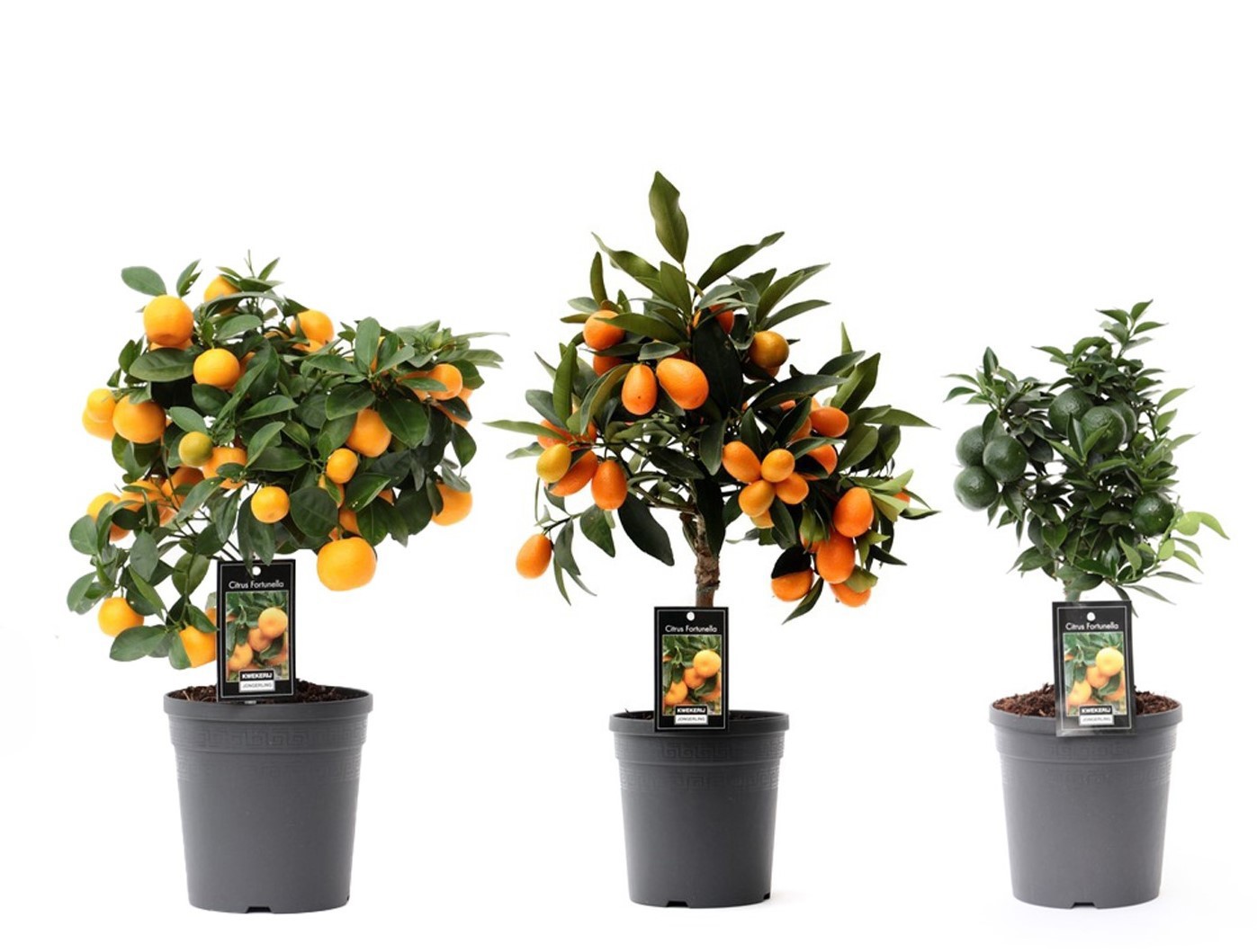 Citrus Mix 3 soorten, D 15