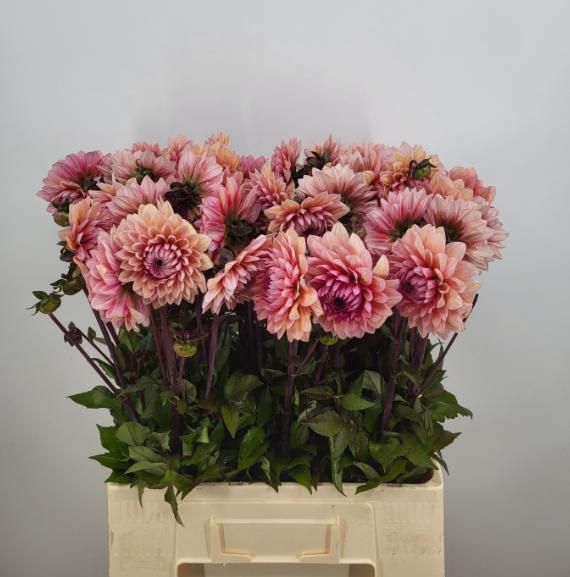 Георгина Свит Санне 60, шт.