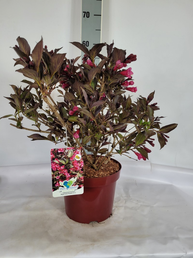 Weigela florida 'Alexandra' (S) C5 40-60, D 23