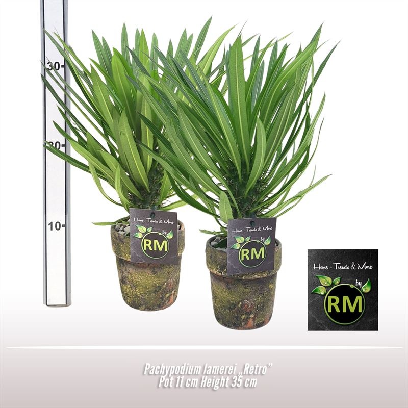 Pachypodium Lamerei Retro, D 11 cm Pachypodium Lamerei Retro, D 11 cm