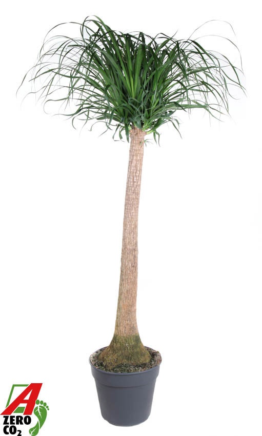 Beaucarnea stam P34 - 4ft, D 34