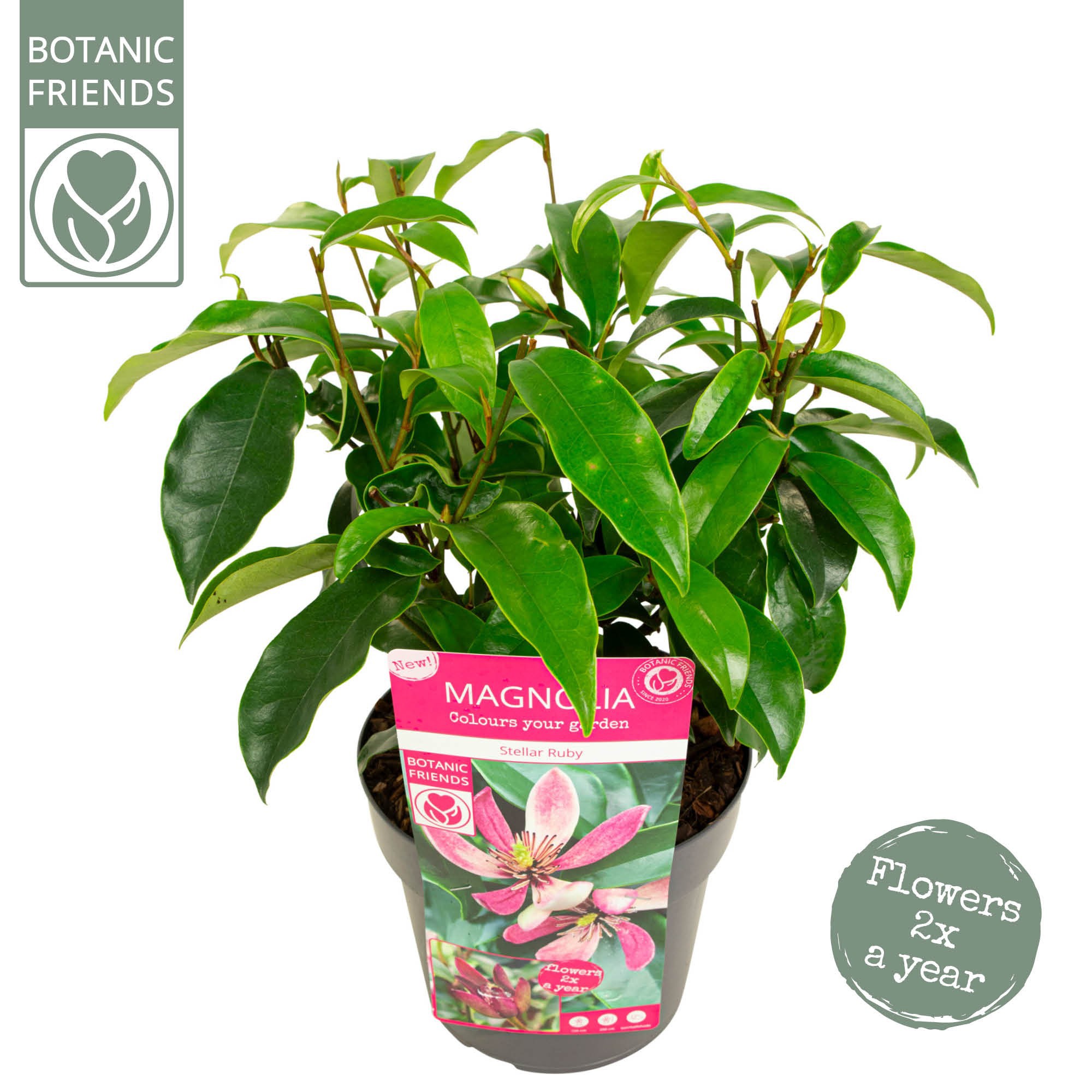 Magnolia figo 'Stellar Ruby', D 19