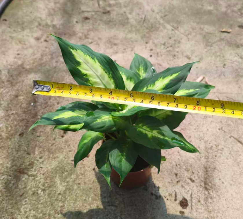 Аглаонема Эверластинг Пинк энд Грин 11 27