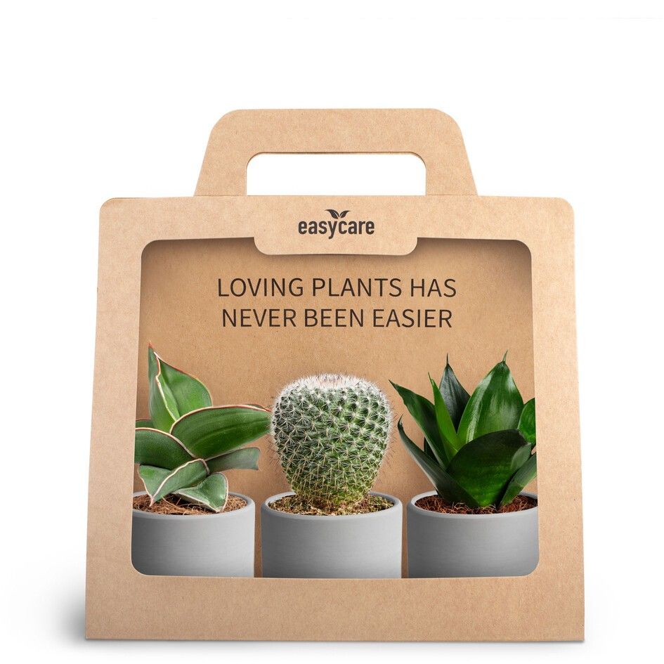 3-Pack Raw Grey, D 7