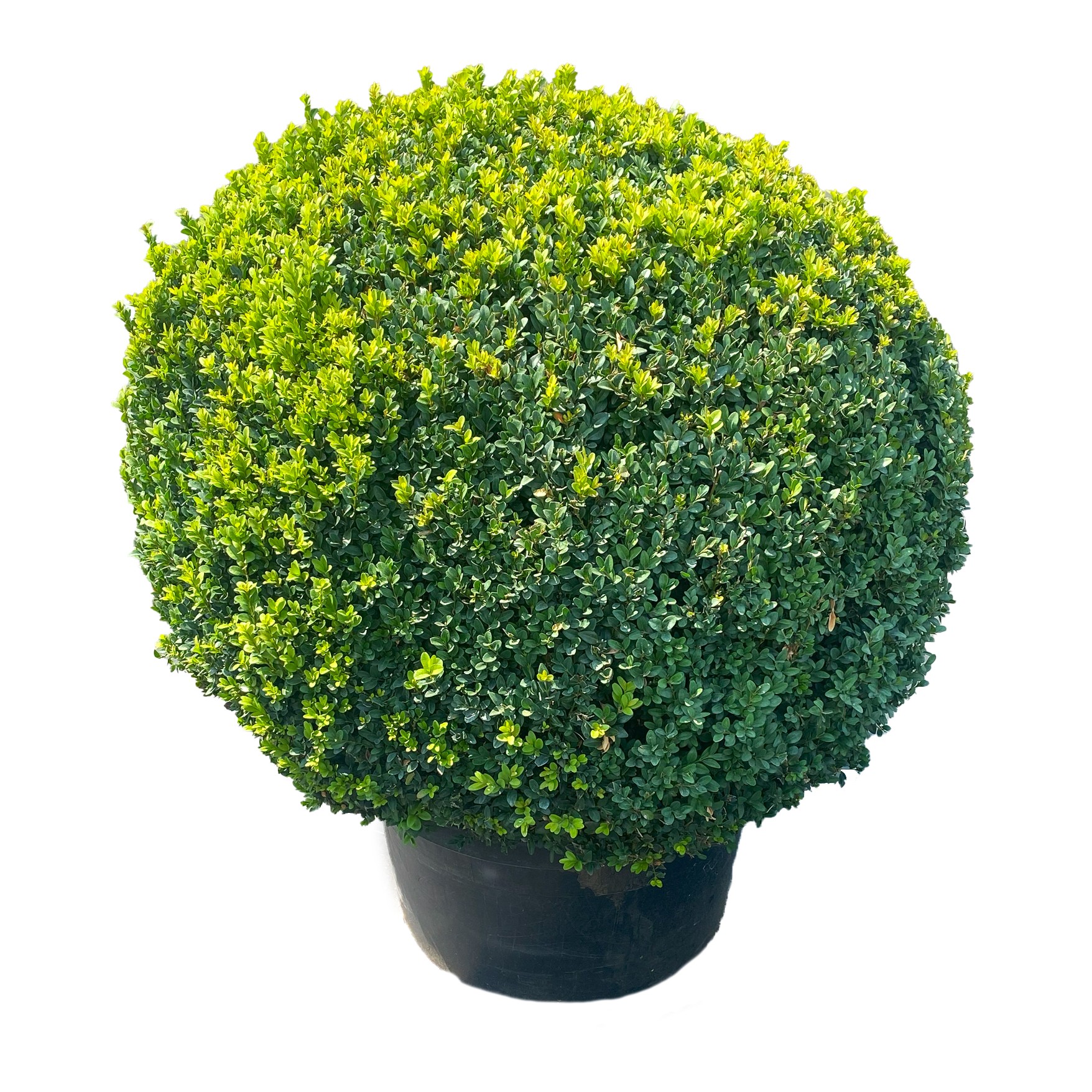 Buxus semp. Bol 80-85 cm c40/p50, D 50