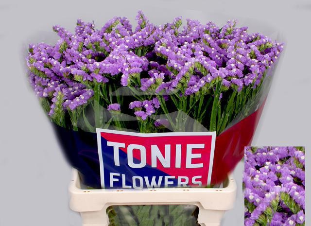 Статица Тесса Мальва 60, шт.