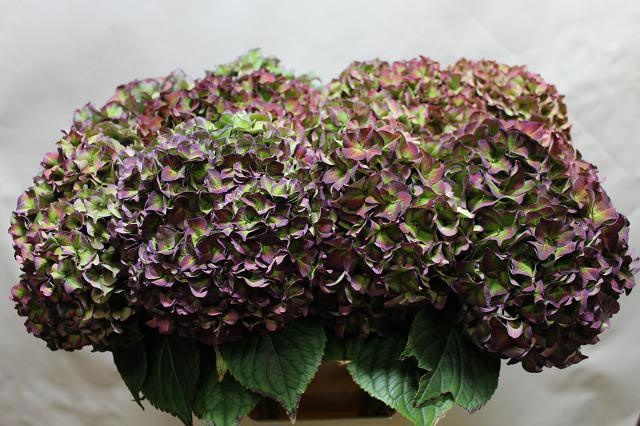 Гортензия Родео Классик 60, шт.