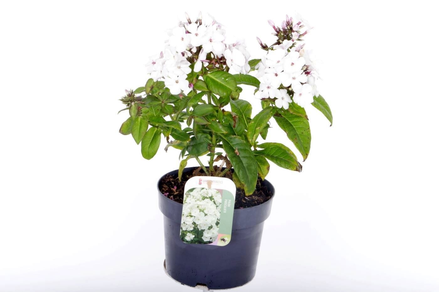 Phlox paniculata White Eye Flame, D 17 cm