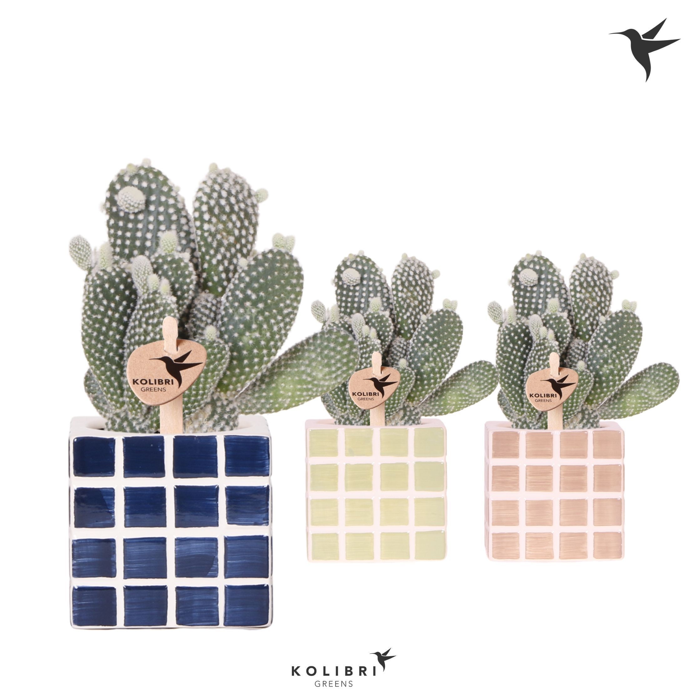 Kolibri Greens Opuntia white in Mosa pot blue mix, D 9 cm