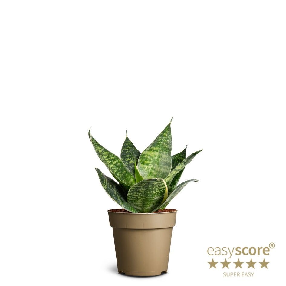 Sansevieria ´Hahnii Green´, D 9