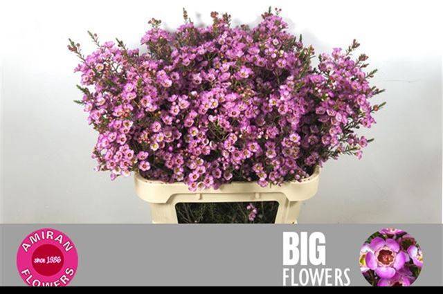 Шамелациум Ади 80 (роз.), шт.