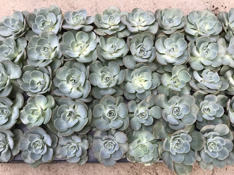 ECHEVERIA HYBRID 'ATLANTIS', D 6
