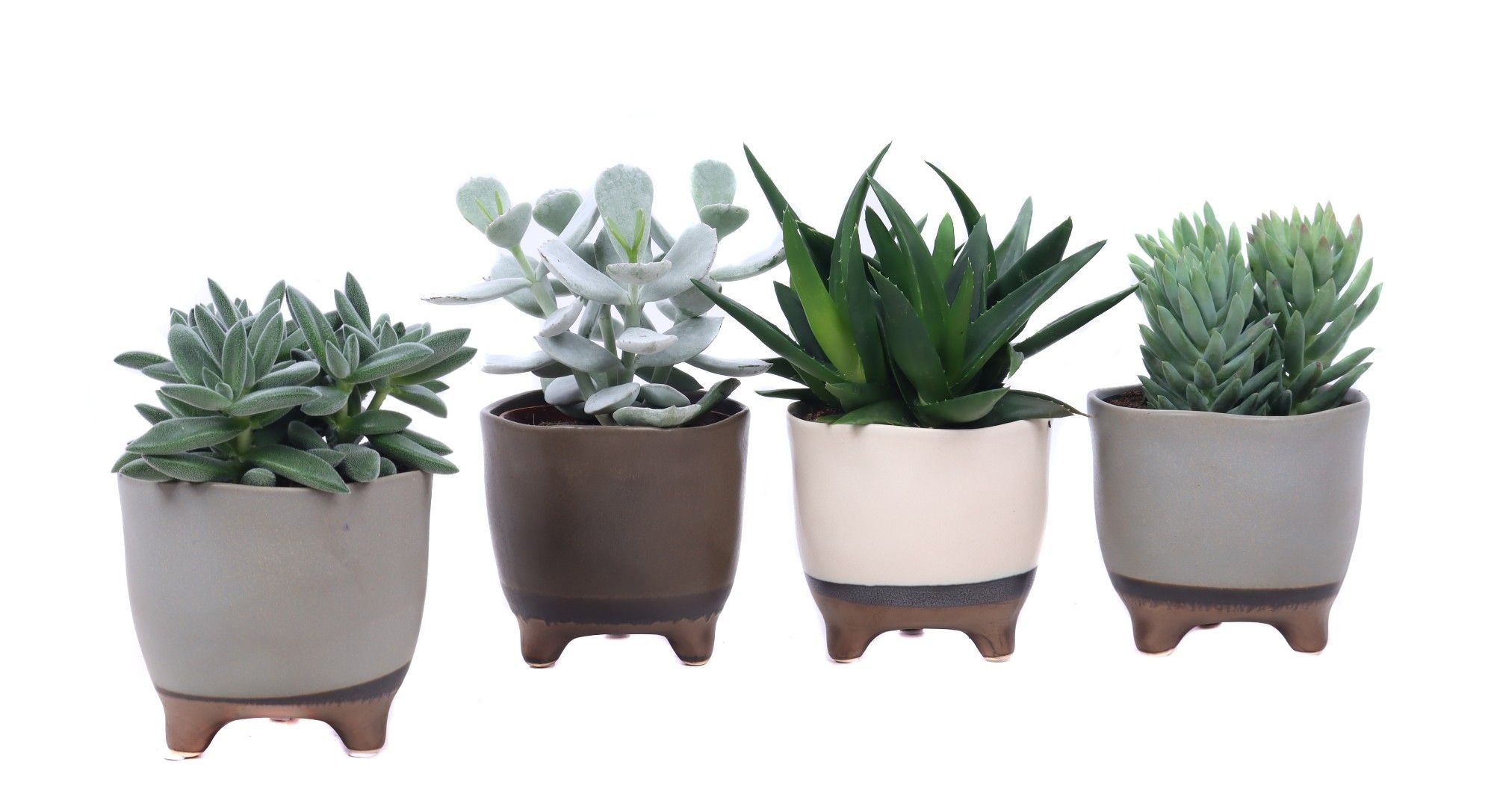 Succulent mix 10,5 cm in Vogezen pot, D 12