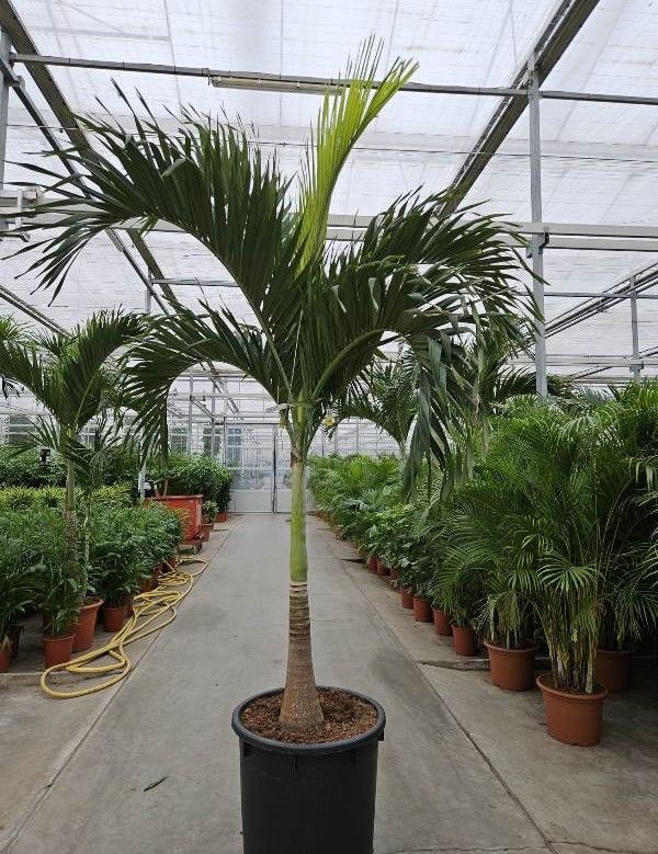 Veitchia merrillii, D 70