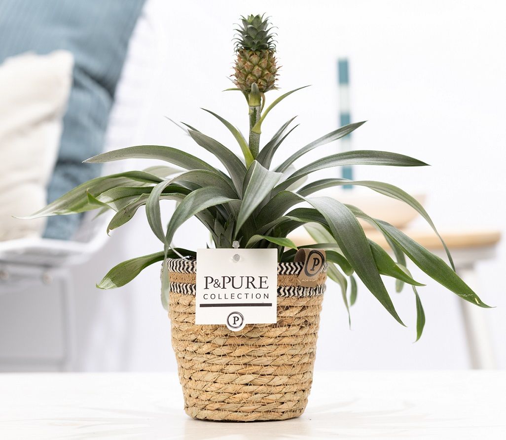 Ananas Rosita in P&PURE Basket 6, D 12