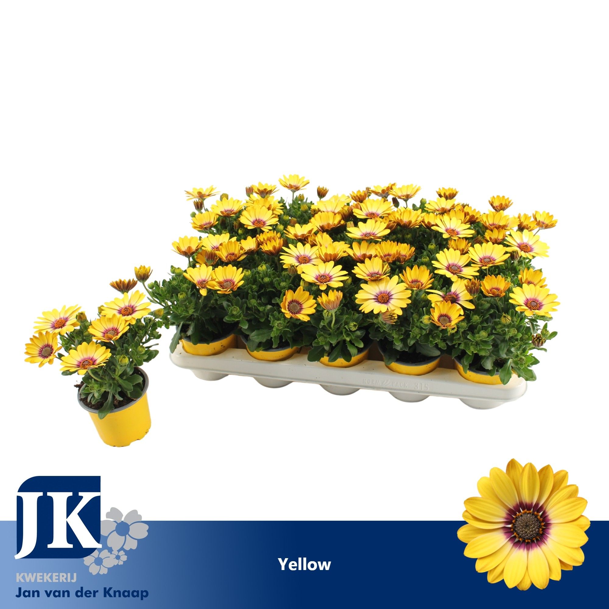 Osteospermum geel TST, D 10,5